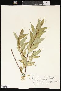 Salix lucida image