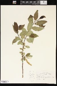 Salix lucida image