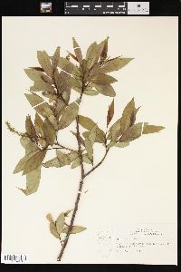 Salix lucida image