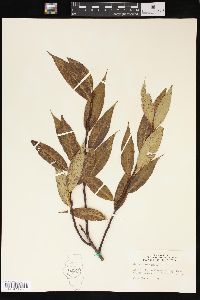 Salix lucida image