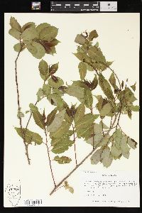 Salix lucida image