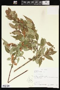 Salix lucida image