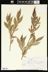 Salix lucida image