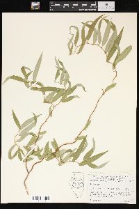 Salix matsudana f. tortuosa image