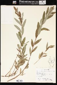 Salix pedicellaris image