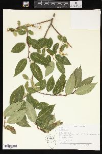 Salix pentandra image