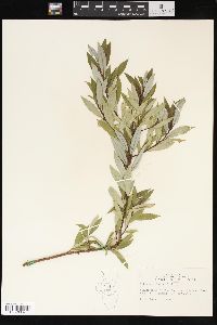 Salix petiolaris image