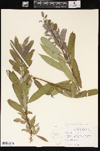 Salix petiolaris image