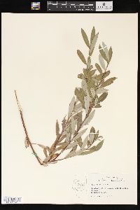 Salix petiolaris image