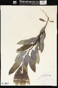 Salix petiolaris image