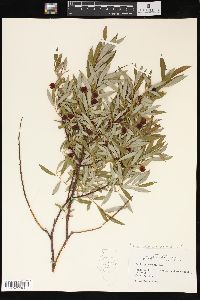 Salix petiolaris image