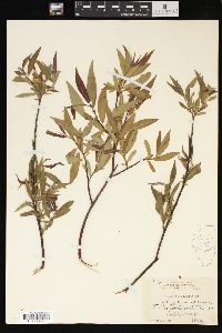 Salix petiolaris image