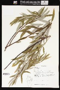 Salix petiolaris image