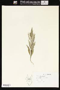 Salix petiolaris image