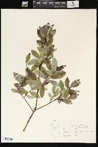 Salix petiolaris image