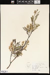 Salix petiolaris image