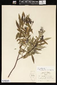 Salix petiolaris image