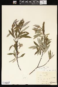 Salix petiolaris image