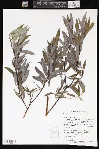 Salix petiolaris image