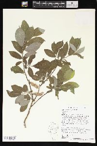 Salix petiolaris image