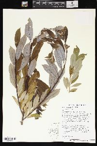 Salix petiolaris image