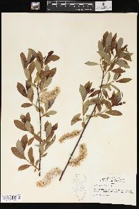 Salix petiolaris image