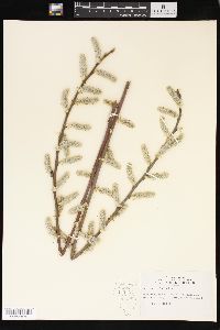 Salix petiolaris image