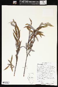 Salix petiolaris image