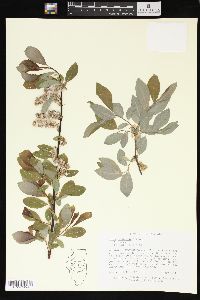 Salix petiolaris image