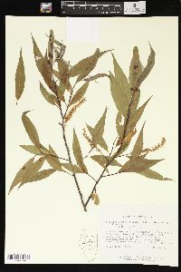 Salix petiolaris image