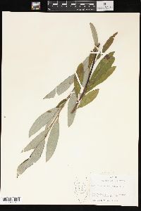 Salix petiolaris image