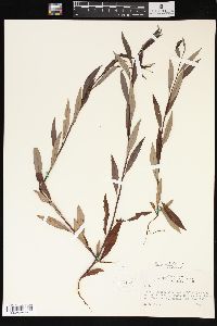 Salix petiolaris image