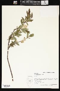 Salix planifolia image