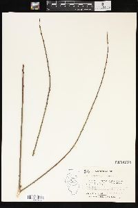 Salix purpurea image