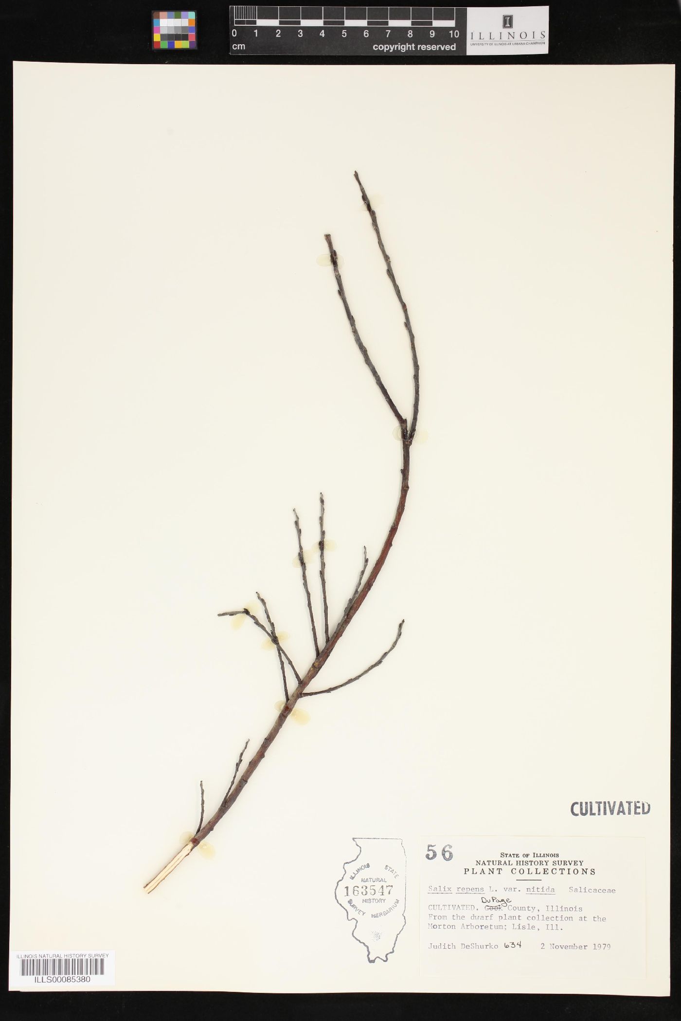 Salix repens subsp. repens image