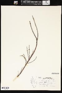 Salix repens image