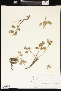 Salix reticulata image