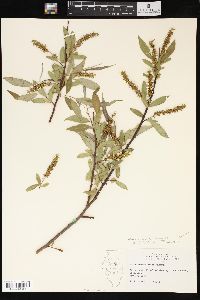 Salix × rubens image