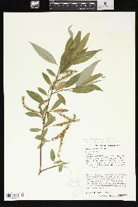 Salix amygdaloides image