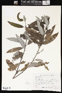 Salix sericea image