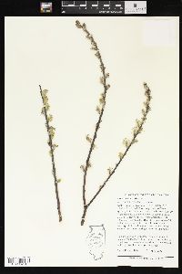 Salix sericea image