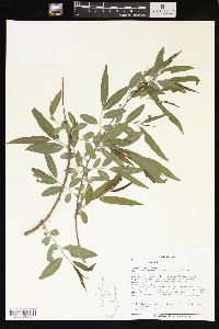 Salix sericea image