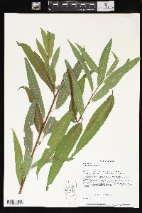 Salix sericea image