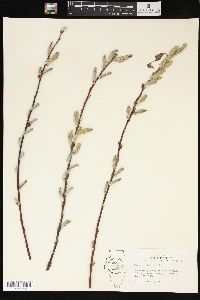 Salix sericea image