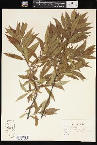 Salix sericea image