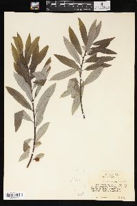 Salix sericea image