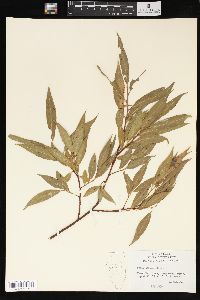 Salix sericea image