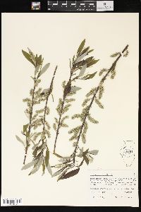 Salix sericea image