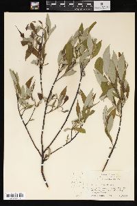 Salix sericea image