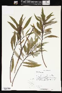 Salix sericea image